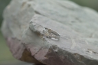 GIA Diamond Claddagh Ring